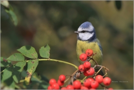<p>SÝKORA MODŘINKA (Cyanistes caeruleus)</p>